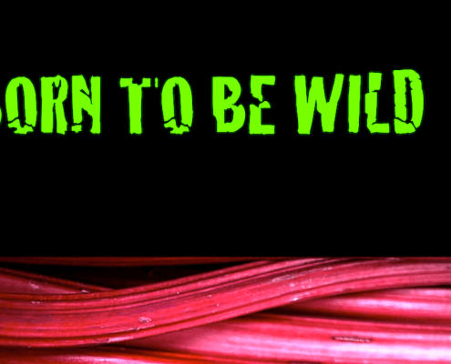 Born to be wild - schafft Raum für fröhliches Problemlösen