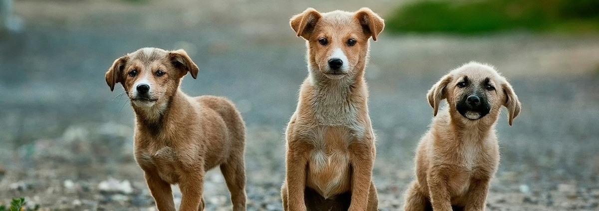 Drei vorsichtig wartende Hunde