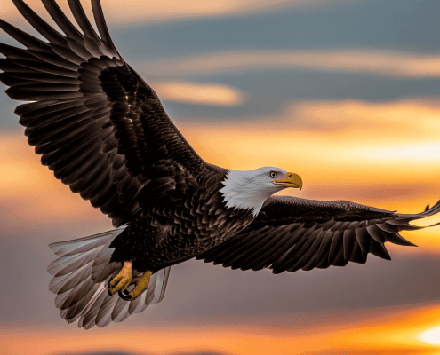 Adler im freien Flug by @Gemini