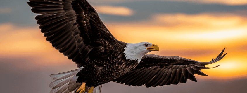 Adler im freien Flug by @Gemini