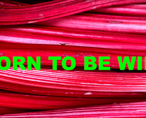 Born to be wild auf rotem Rhabarber