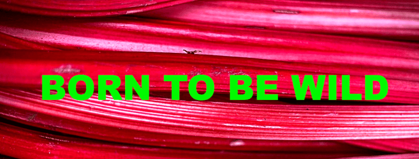 Born to be wild auf rotem Rhabarber